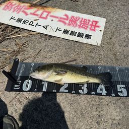 ラージマウスバス