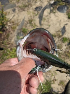 ラージマウスバスの釣果