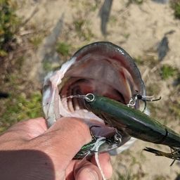 ラージマウスバス