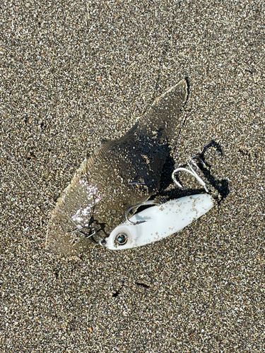シタビラメの釣果