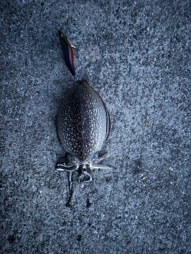 コウイカの釣果