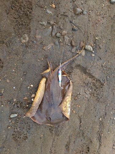 アカエイの釣果