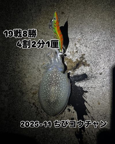 コウイカの釣果