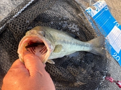 ラージマウスバスの釣果