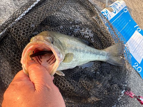 ラージマウスバスの釣果