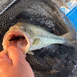 ラージマウスバス