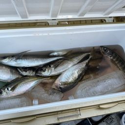 アジ