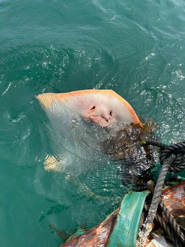 アカエイの釣果
