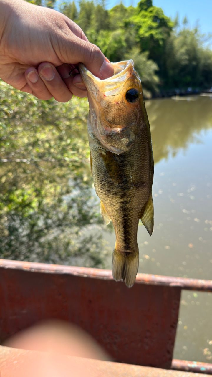 ラージマウスバス