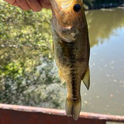 ラージマウスバス