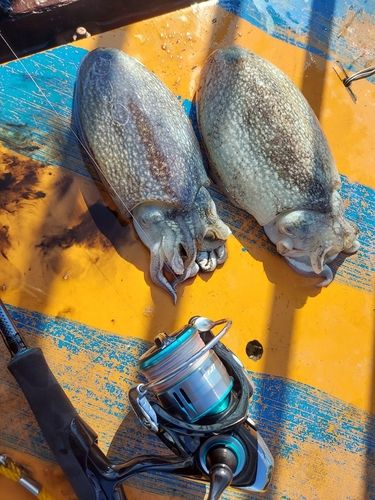 シリヤケイカの釣果