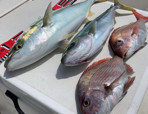 ハマチの釣果