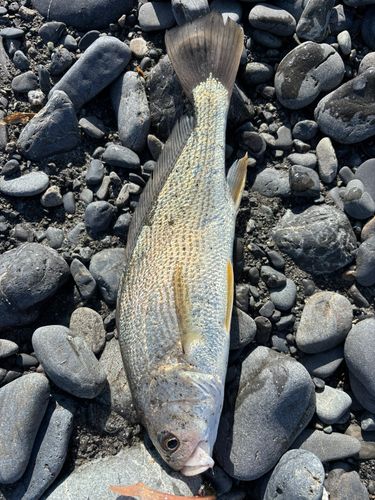 ニベの釣果