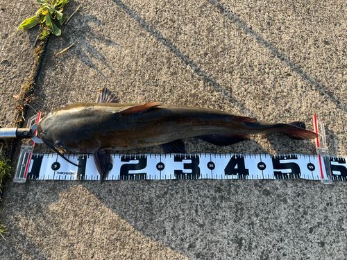 アメリカナマズの釣果