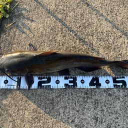 アメリカナマズ