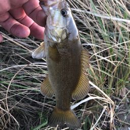 スモールマウスバス