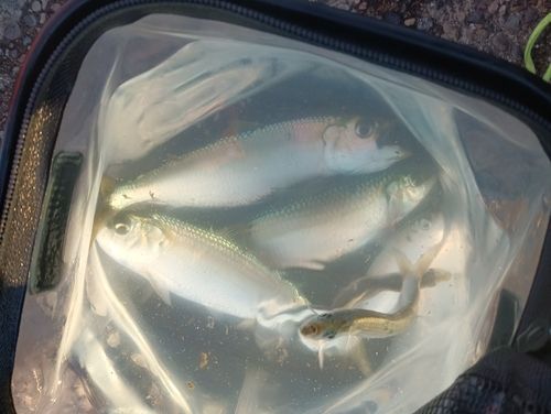 カタボシイワシの釣果