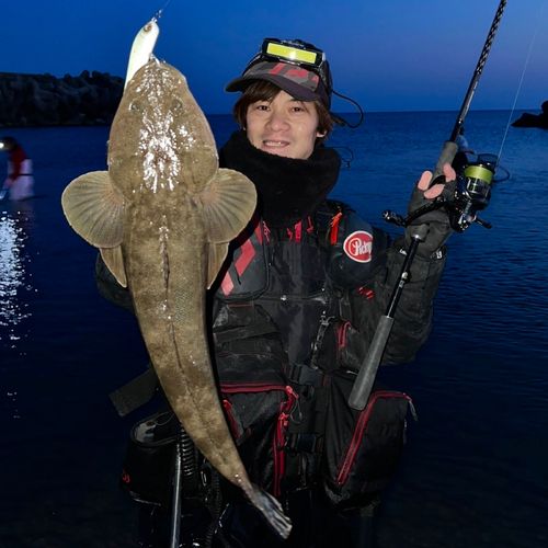 マゴチの釣果