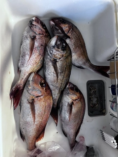 マダイの釣果