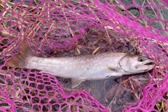 アメマスの釣果