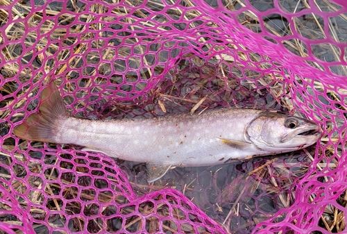 アメマスの釣果