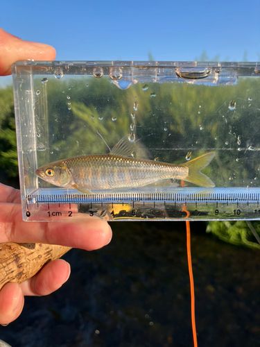 オイカワの釣果