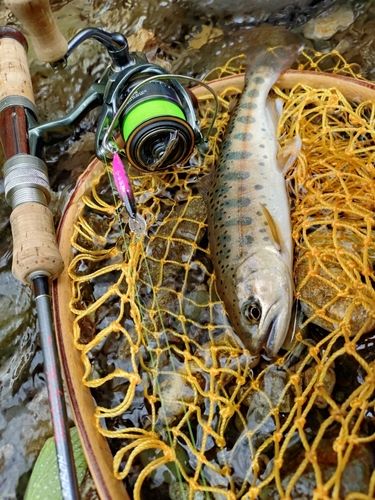ヤマメの釣果