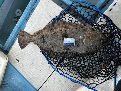 ヒラメの釣果