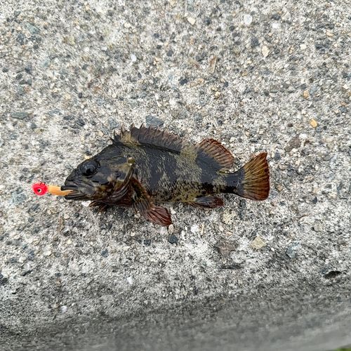 ムラソイの釣果