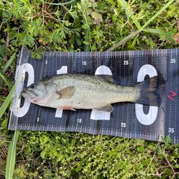 ラージマウスバス