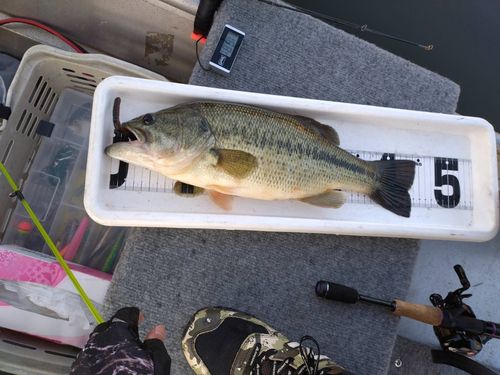 ラージマウスバスの釣果