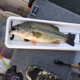 ラージマウスバス