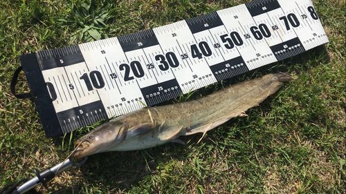 ナマズの釣果