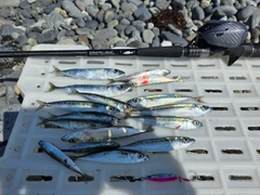 サバの釣果