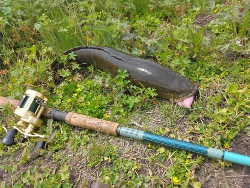 ライギョの釣果