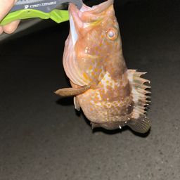 アコウ