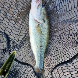 ラージマウスバス