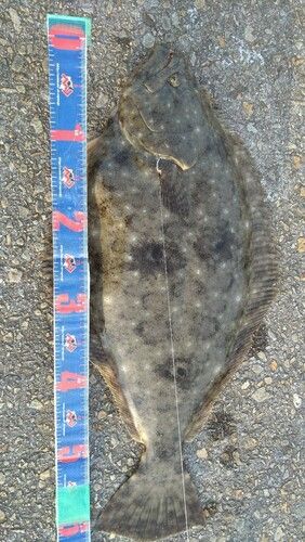 ヒラメの釣果