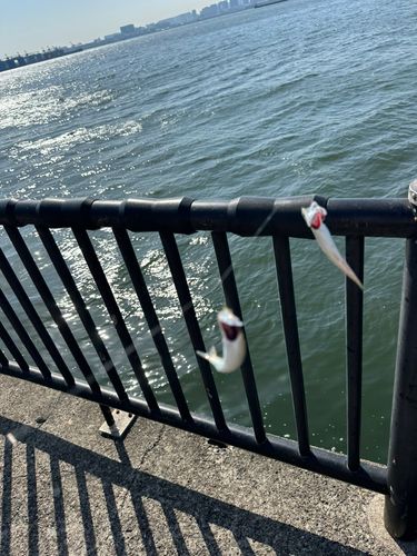 カタクチイワシの釣果