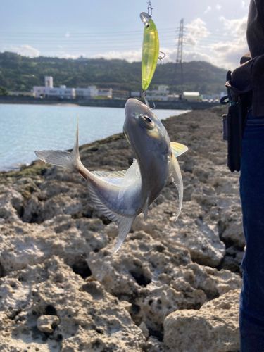 ガーラの釣果