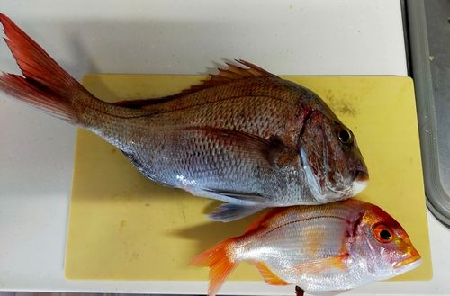 釣果