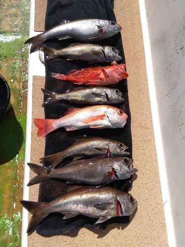 アカムツの釣果