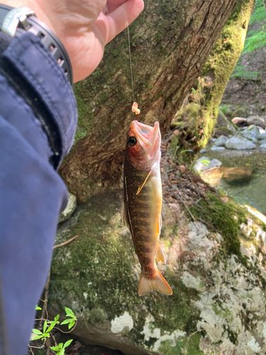 イワナの釣果