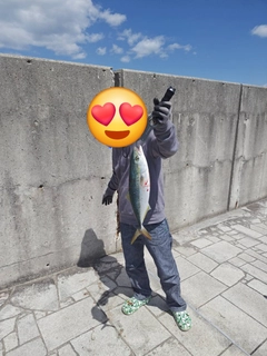 ツバスの釣果