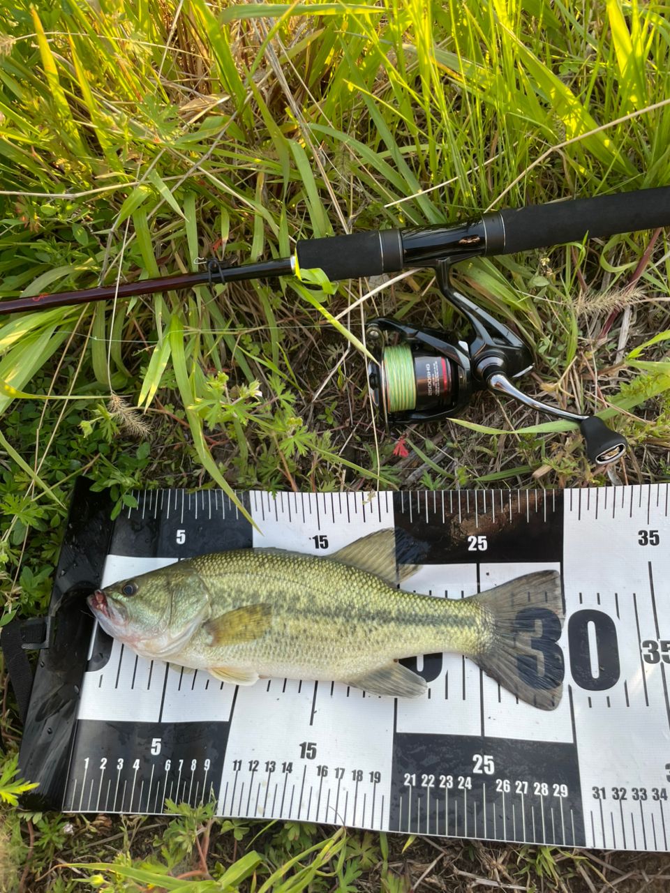 ラージマウスバス