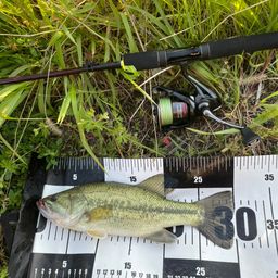 ラージマウスバス