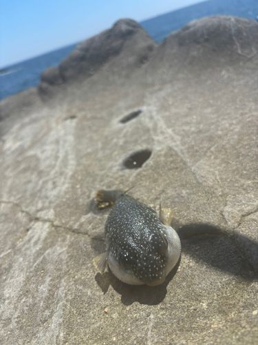 クサフグの釣果