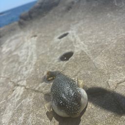 クサフグ