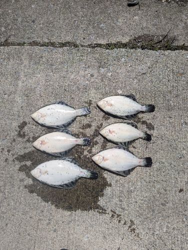 クロガシラガレイの釣果