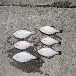 クロガシラガレイ